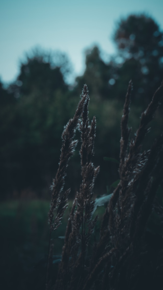 Dark Spruce Tree