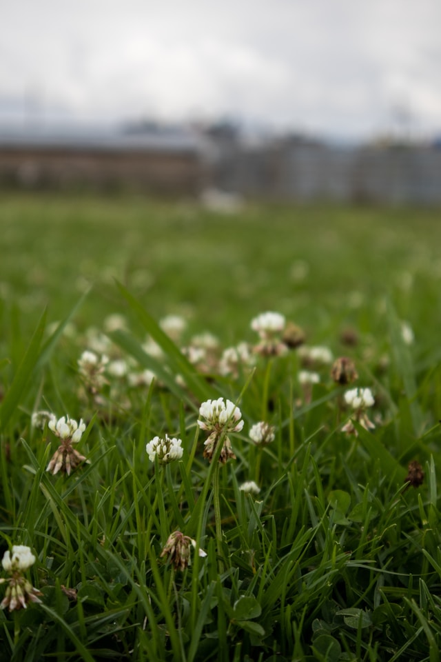Flowers in field