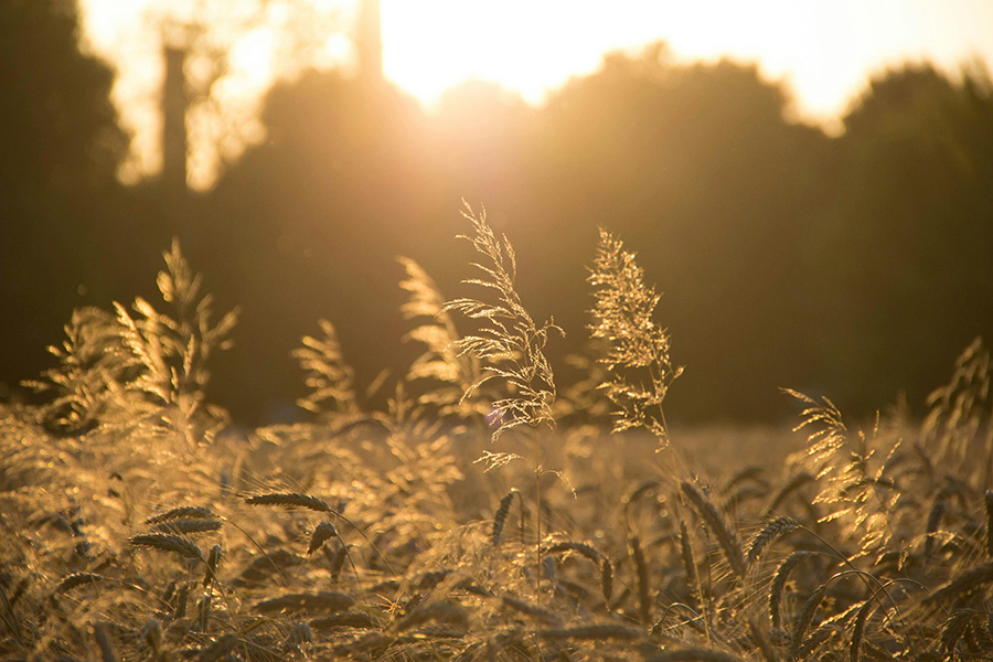 Field
