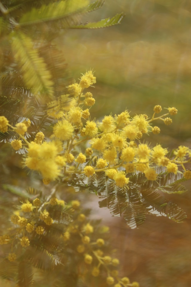 Plants